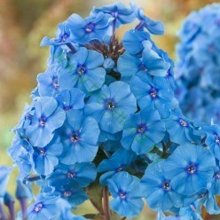 Флокс Etoille de Paris (x1)